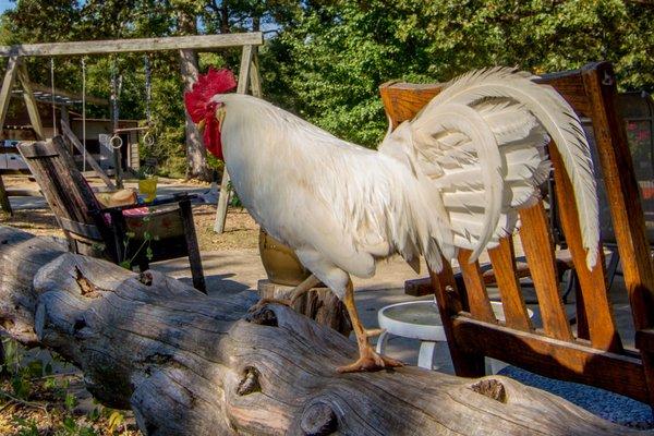 Our white rooster