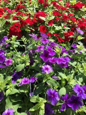 Beautiful Summer Blooming Annuals