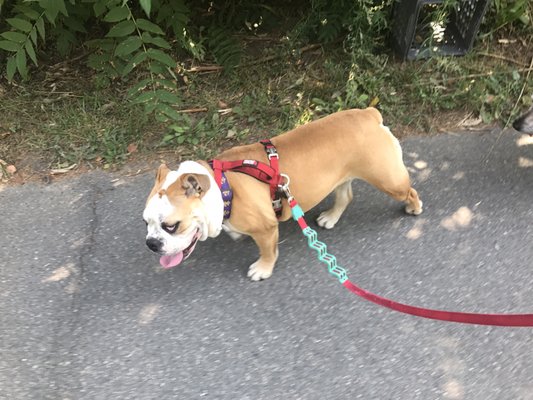 One of our cute pup on her walk :) Ginger