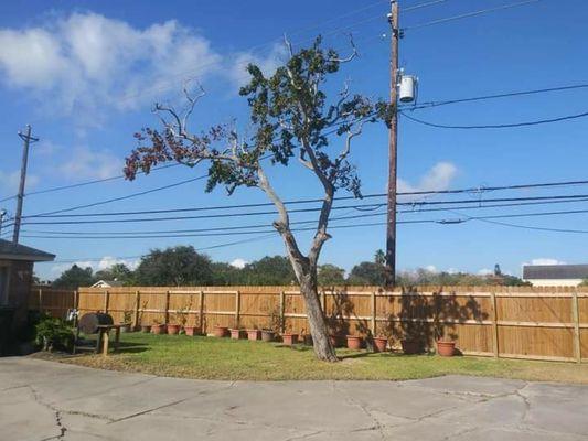 This customer wanted this tallow oak removed