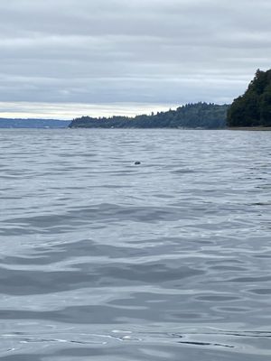 Seal is one of the many wildlife animals you'll see while on their tours