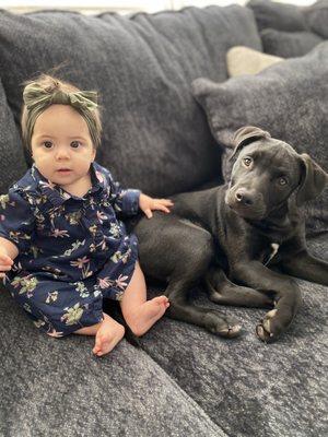 Pit Bull who is absolutely amazing with our twin babies