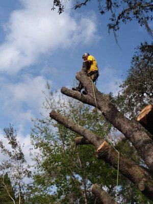 Nick's Tree Service