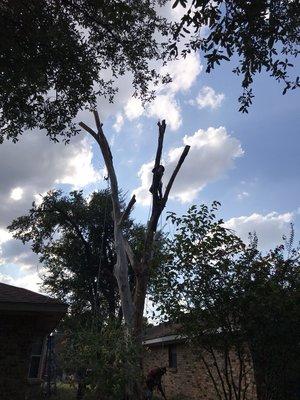 Tree removal... we were removing a completely dead tree in the middle of two houses