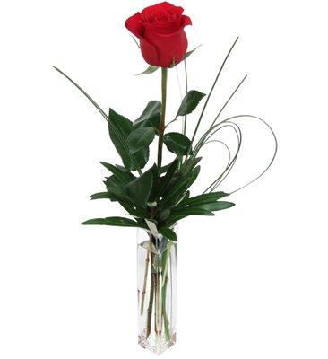 $6 - 1 Red Freedom Rose