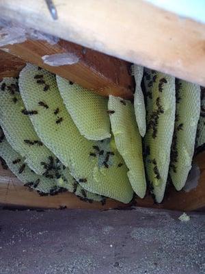 bees and their hive material in a patio ceiling