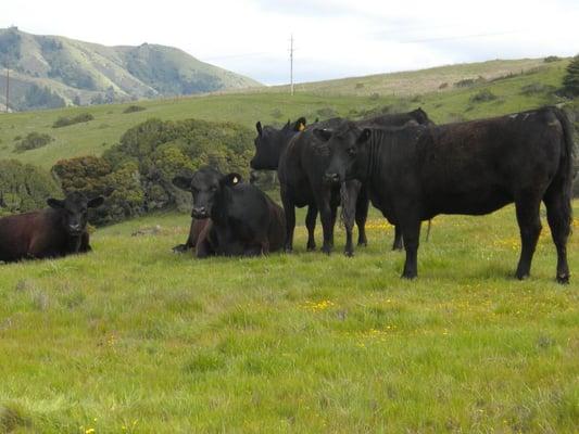 The Residents of the Bolinas Ridge trail