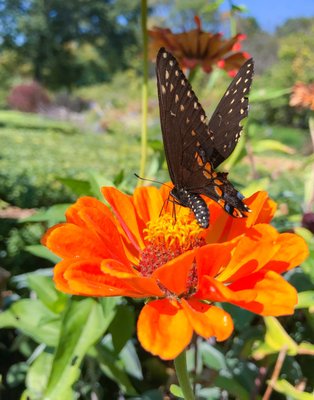 All NY Spring time in New York Botanical Garden