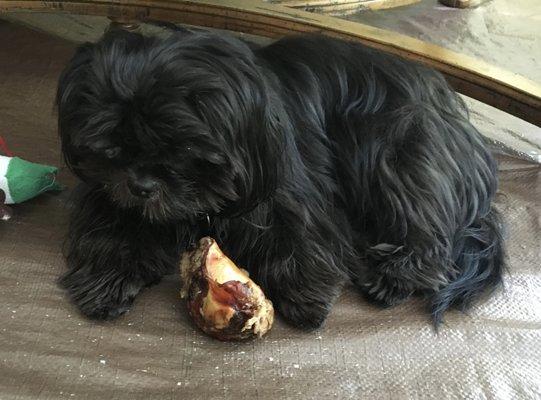 Yummy beef knee bone from Smokehouse Pet Products!