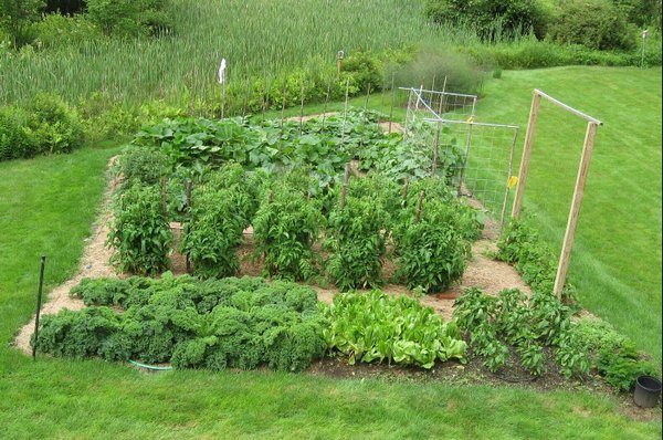 One of our participating Victory Gardens produced over 660lbs of fresh veggies in 2018! Lets see how this year grows! :)