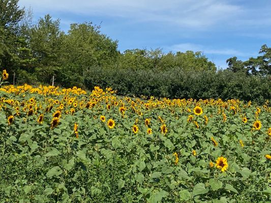 Hamilton Family Orchards