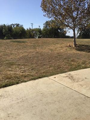 Wide open spaces for tennis ball adventures.