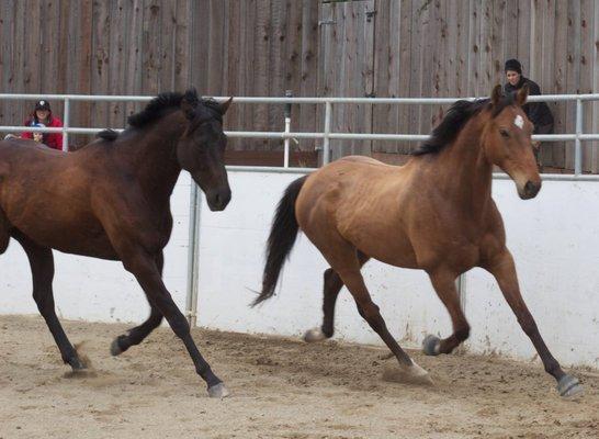 Free working two young OTTBs together to help them relax and learn to take direction from their handler.