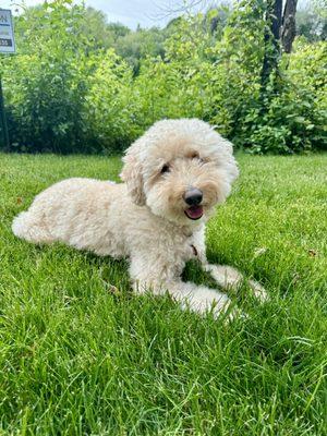 Mo--a city dog--definitely enjoyed the expansive lawn at the hotel.