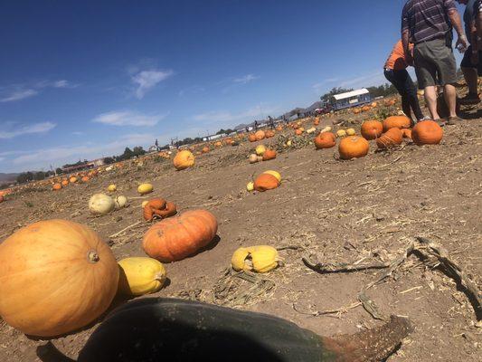 Pumpkin Patch