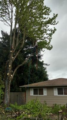 Keeping Scotts house safe , removing this sweet gum tree , will ensure that, we cant wait to see the new yard when he is finished