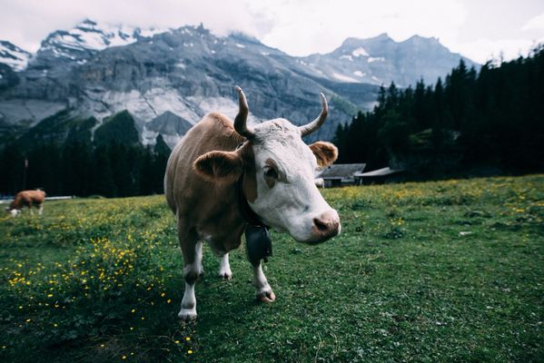 Wildlife photography, Switzerland