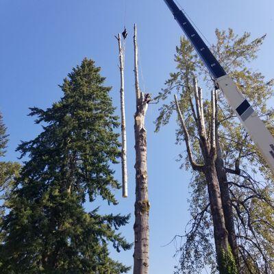 Cedar Creek Tree Surgeons