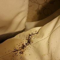 Bed Bug Fecal matter in a white leather chair