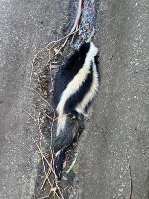 Large skunk in my yard. David removed it. Thank you!