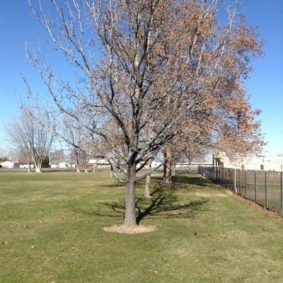 Trees in the park.