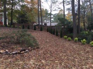 Part of back yard with screening plants and seeding