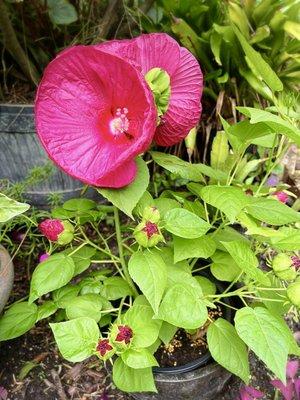 My gorgeous Luna red rose mallow hibiscus is finally blooming!