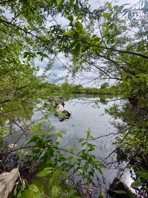 Another view of Mushroom Pond between tree branches