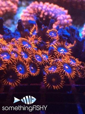 SF Ring of Fire Zoanthids