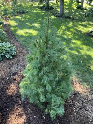 Beautiful White Pine installed