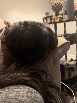 My Shih Tzu, Toby chilling on mommas lap!