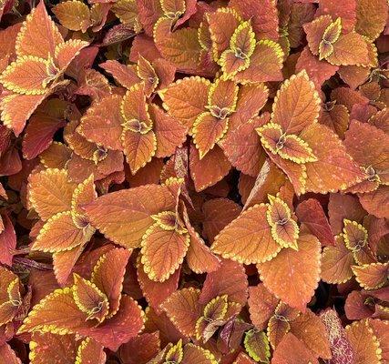 Coleus new variety