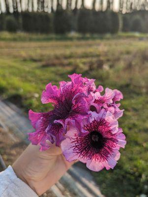 Delicious flowers