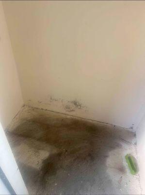 Possible mold from said leak... 1400 a month by the way.