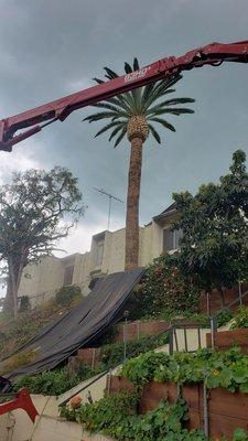 Trimmed palm tree- job done