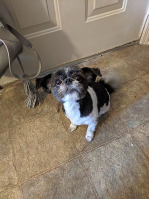 Panda looking great after her grooming!