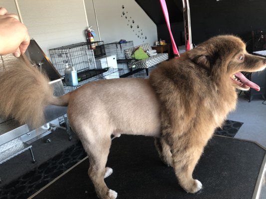 Lion trim