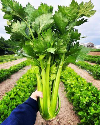 Celery just harvest!