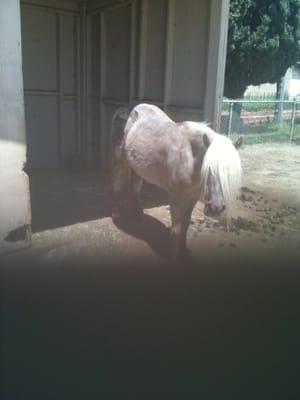 Peaches the pony