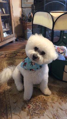 My Bichon after a grooming appointment.