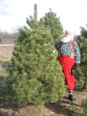 Santa likes his tree from  from Country Christmas Trees.