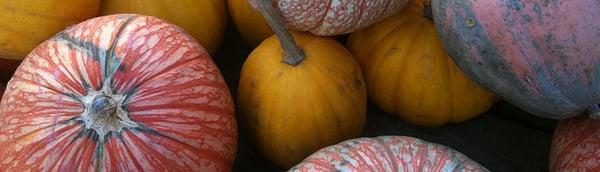 pumpkins in the fall