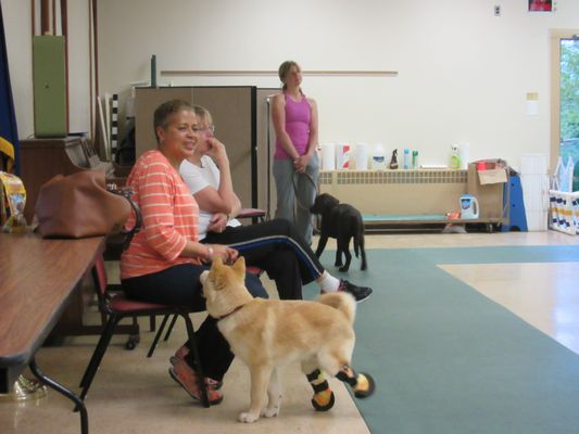 Old York Road Dog Training Club