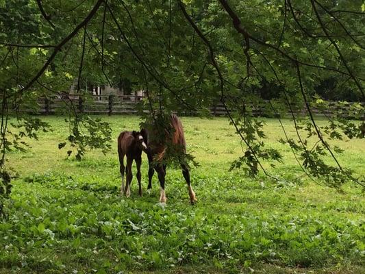 Foaling season!