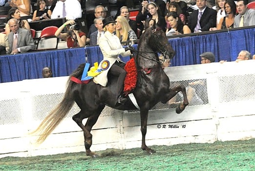 many times World Champion broodmare "WGC With Style & Grace"