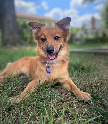 Our sweet pup London