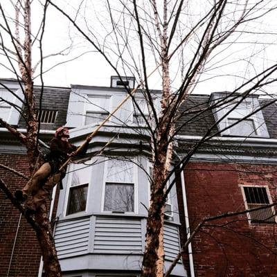 structural pruning on a river birch in a west Philadelphia back yard.