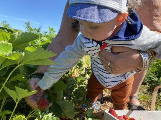 This guy who doesn't walk yet, even picked strawberries. He knew they were delicious and wanted to get his hands on it!