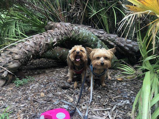 My fur babies at the dog park