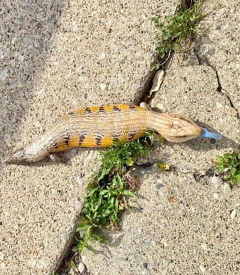 Goldilocks. Adult female Northern blue tongue. Sunrise gene